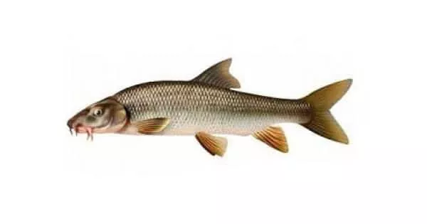 Picture of a barbel fish