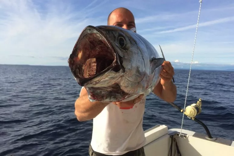 En liten tonfisk i händerna på vår kapten på hans båt i Adriatiska havet.