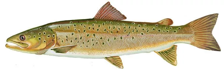 Immagine di un pesce huchen
