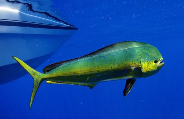 Pesce delfino (Mahi - Mahi)