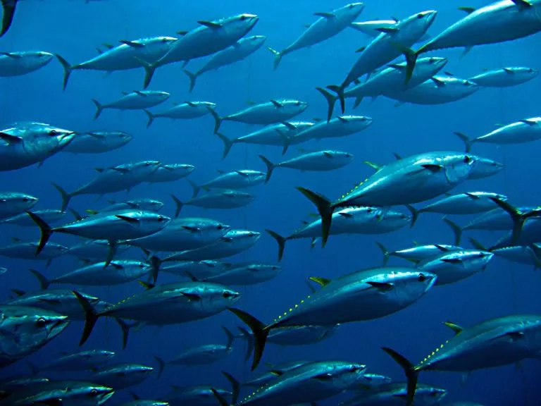 School of Tuna fish