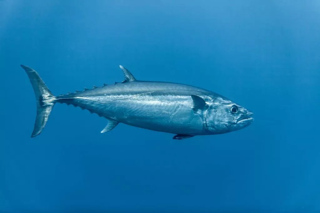 Un'immagine di tonno in acqua