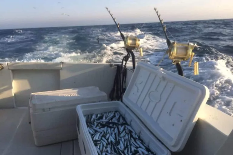 full box of bait mean to attract tuna closer to the boat